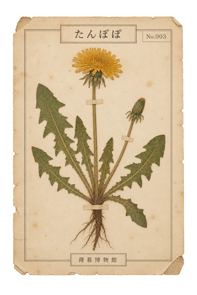 たんぽぽの押し花標本。古紙の台紙に、色の残った植物を紙帯で留めた押し花標本風の素材。ピンなし。