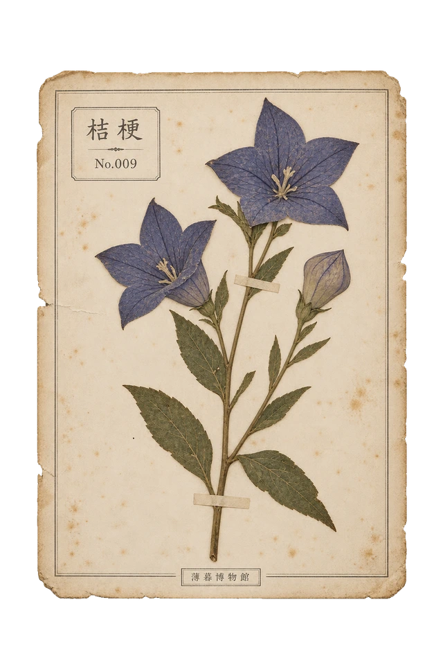 桔梗の押し花標本。古紙の台紙に、色の残った植物を紙帯で留めた押し花標本風の素材。ピンなし。