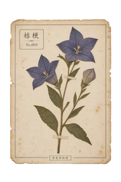 桔梗の押し花標本。古紙の台紙に、色の残った植物を紙帯で留めた押し花標本風の素材。ピンなし。