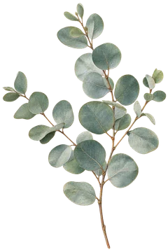 ユーカリの枝。細かな花や葉の質感を残した、台紙なしの植物装飾素材。